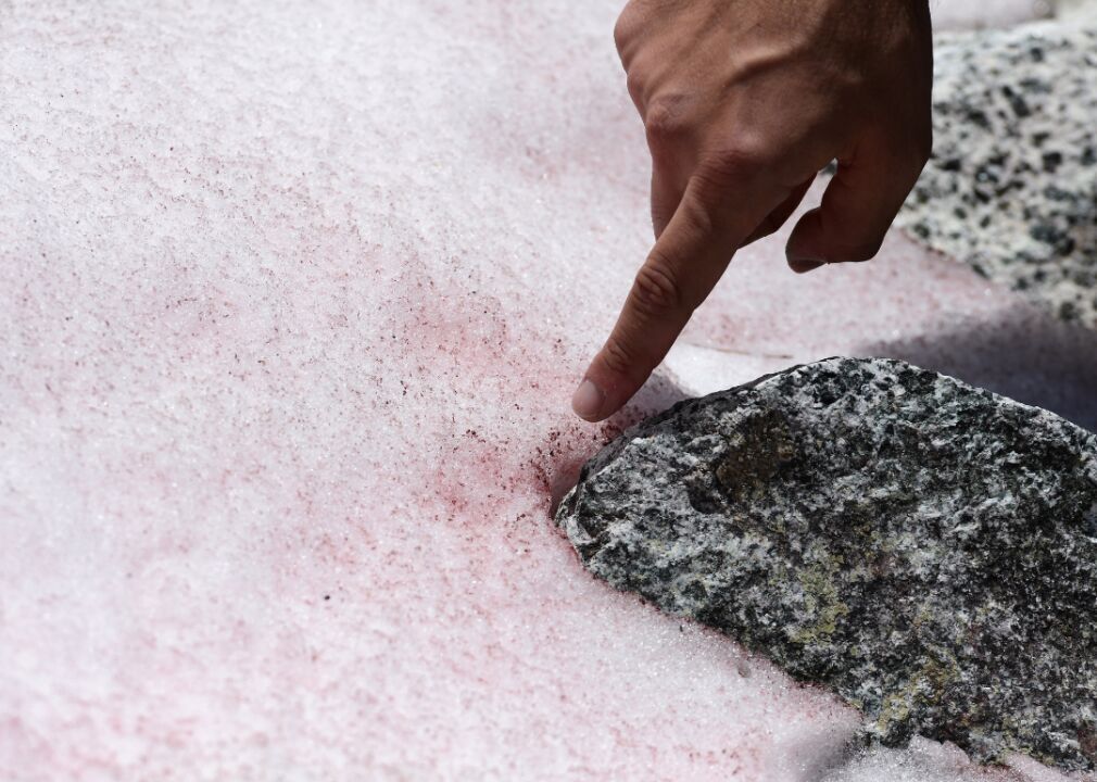 Pink snow spotted in the Italian Alps